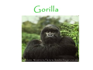 Gorilla
 