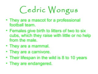 Cedric Wongus
• They are a mascot for a professional
football team.
• Females give birth to litters of two to six
cubs, which they raise with little or no help
from the male.
• They are a mammal.
• They are a carnivore.
• Their lifespan in the wild is 8 to 10 years
• They are endangered.
 