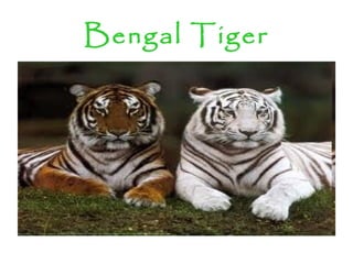 Bengal Tiger
 