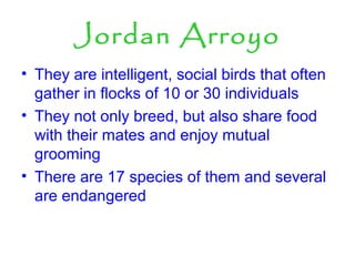 Jordan Arroyo
• They are intelligent, social birds that often
gather in flocks of 10 or 30 individuals
• They not only breed, but also share food
with their mates and enjoy mutual
grooming
• There are 17 species of them and several
are endangered
 