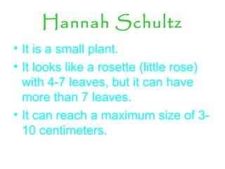 Hannah Schultz
• It is a small plant.
• It looks like a rosette (little rose)
with 4-7 leaves, but it can have
more than 7 leaves.
• It can reach a maximum size of 3-
10 centimeters.
 