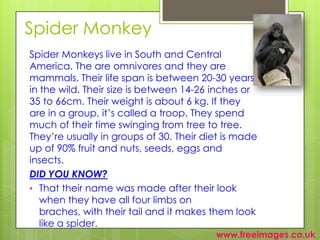 Rainforest Rachel | PPT