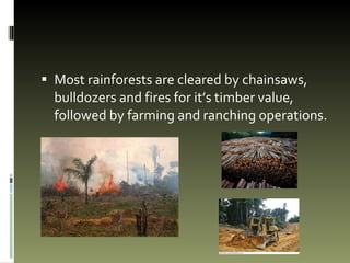 Most rainforests are cleared by chainsaws, bulldozers and fires for it’s timber value, followed by farming and ranching operations.  
