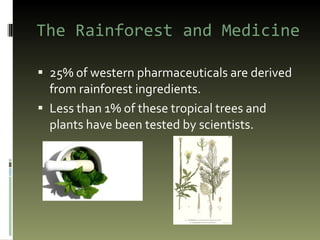The Rainforest and Medicine 25% of western pharmaceuticals are derived from rainforest ingredients.  Less than 1% of these tropical trees and plants have been tested by scientists.  
