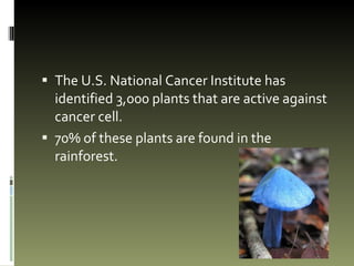 The U.S. National Cancer Institute has identified 3,000 plants that are active against cancer cell. 70% of these plants are found in the rainforest.  