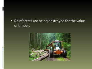 Rainforests are being destroyed for the value of timber.  