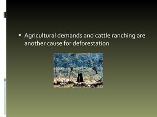 Agricultural demands and cattle ranching are another cause for deforestation 