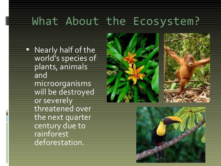 rainforest powerpoint