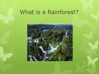 What is a Rainforest?
 