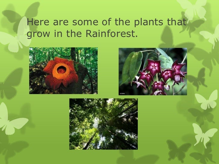 rainforest power point for 7th grade students
