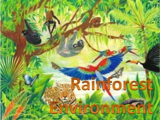 Rainforest Environment 
