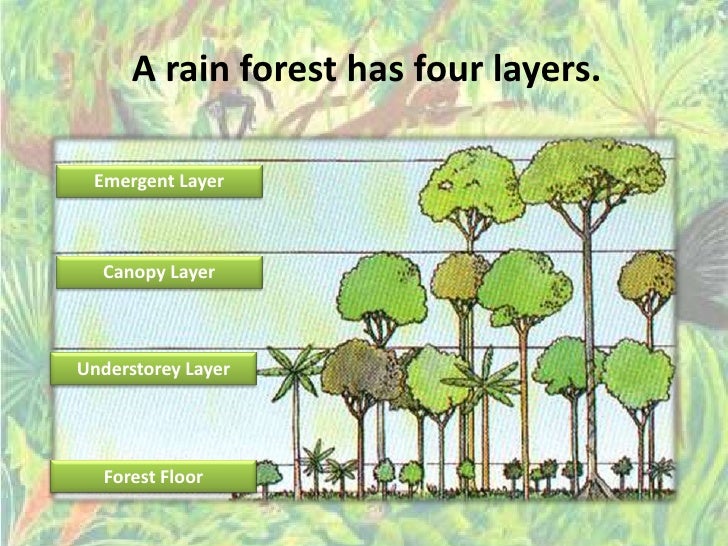Rainforest Ppp Rainforest Ppp
