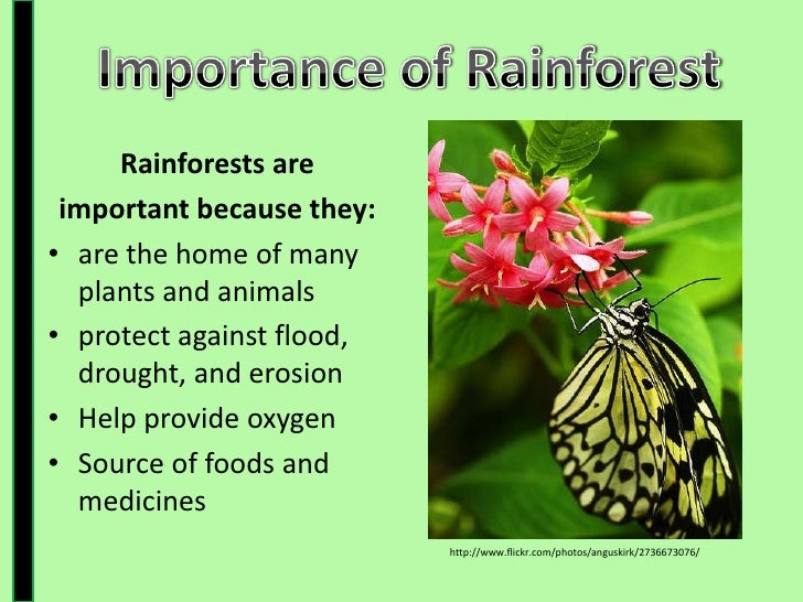 why is the amazon rainforest important ks2