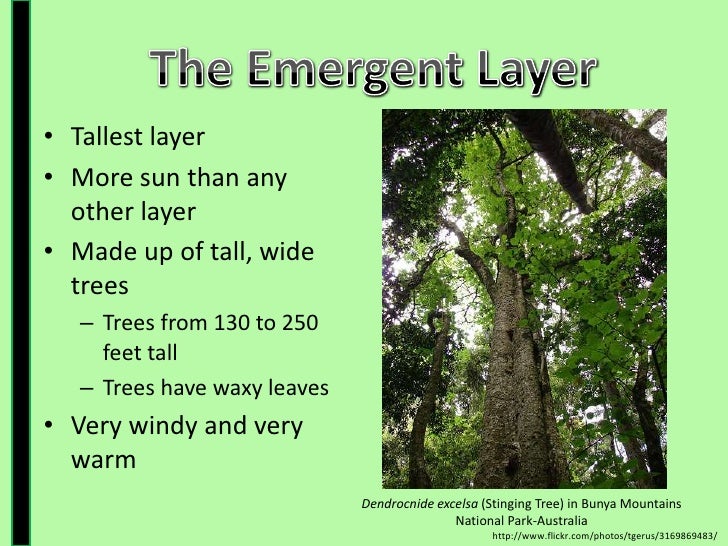 Rainforest Presentation