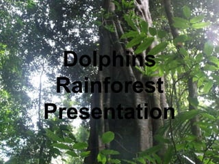 Dolphins
 Rainforest
Presentation
 