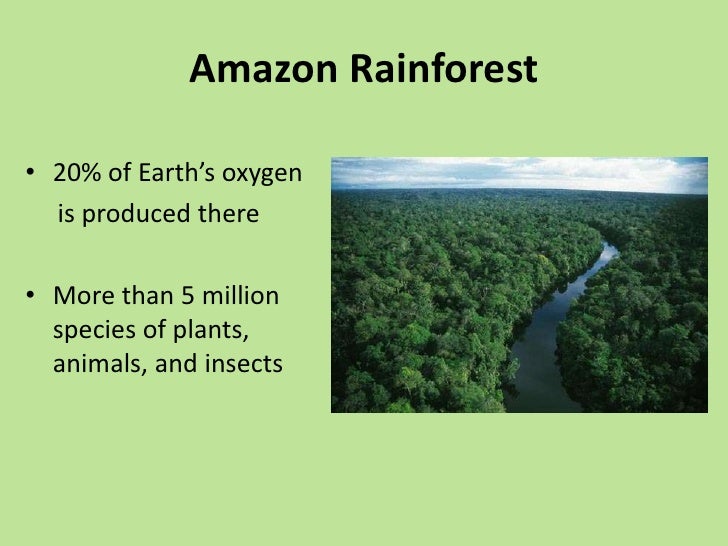 Rainforests