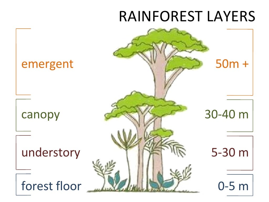 Geography Rainforests