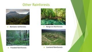 Other Rainforests
 Montane rainforests
 Flooded Rainforests
 Mangrove Rainforests
 Lowland Rainforests
 