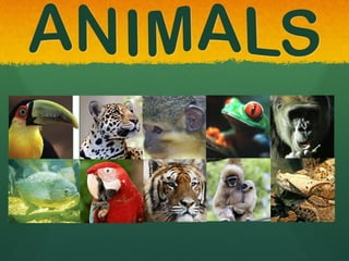 rainforests-powerpoint-1228171494006712-8.pdf