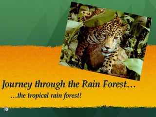 Journey through the Rain Forest… … the tropical rain forest! 