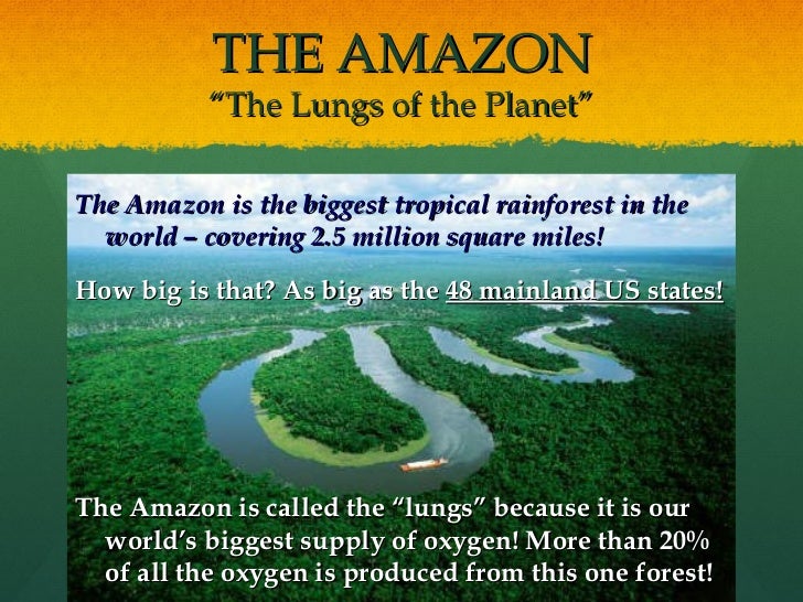 rainforest powerpoint template