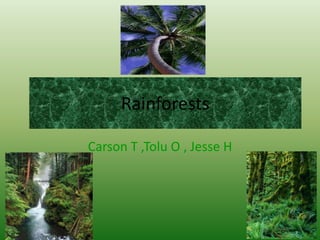 Rainforests
Carson T ,Tolu O , Jesse H
 
