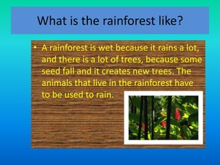 What is the rainforest like?
• A rainforest is wet because it rains a lot,
and there is a lot of trees, because some
seed fall and it creates new trees. The
animals that live in the rainforest have
to be used to rain.
 