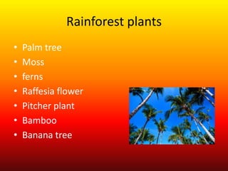 Rainforest plants
• Palm tree
• Moss
• ferns
• Raffesia flower
• Pitcher plant
• Bamboo
• Banana tree
 