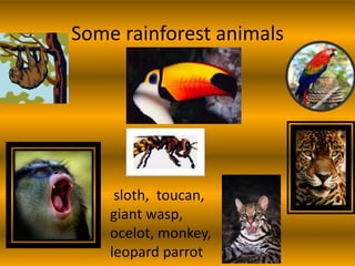 Some rainforest animals
sloth, toucan,
giant wasp,
ocelot, monkey,
leopard parrot
 
