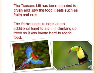 The Toucans bill has been adapted to
crush and saw the food it eats such as
fruits and nuts.
The Parrot uses its beak as an
additional hand to aid it in climbing up
trees so it can locate hard to reach
food.
 