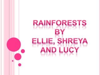 Rainforests By Ellie, Shreya And lucy 