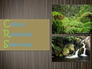 Celina’s
Rainforest
Slide show
 