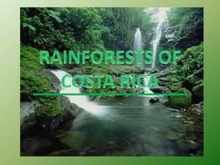 Rainforests of costa rica