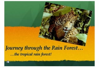 Rainforests Powerpoint