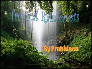 Tropical Rainforests By Prabhleen  