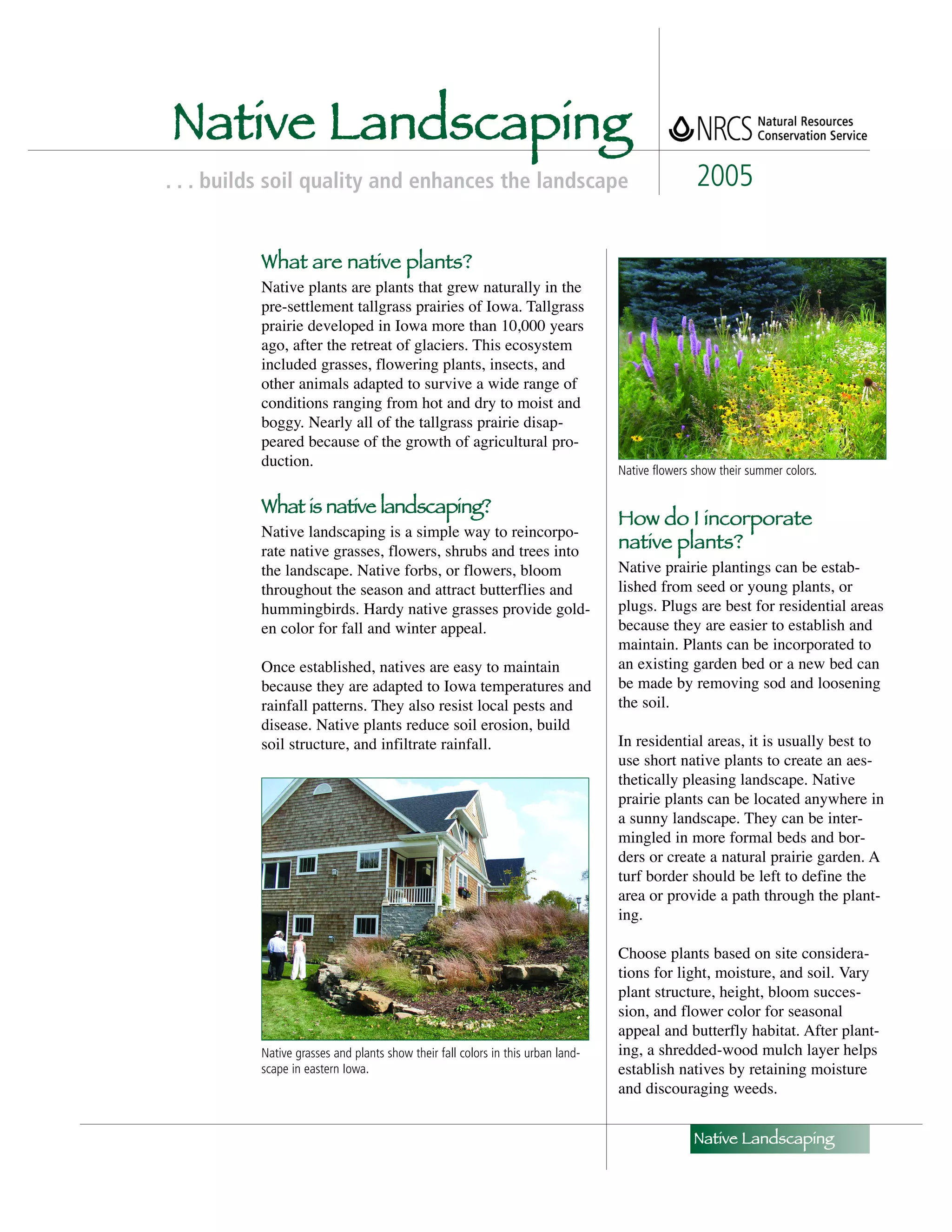 Native Landscaping
. . . builds soil quality and enhances the landscape                                            2005

          What are native plants?
          Native plants are plants that grew naturally in the
          pre-settlement tallgrass prairies of Iowa. Tallgrass
          prairie developed in Iowa more than 10,000 years
          ago, after the retreat of glaciers. This ecosystem
          included grasses, flowering plants, insects, and
          other animals adapted to survive a wide range of
          conditions ranging from hot and dry to moist and
          boggy. Nearly all of the tallgrass prairie disap-
          peared because of the growth of agricultural pro-
          duction.
                                                                                 Native flowers show their summer colors.

          What is native landscaping?
                                                                                 How do I incorporate
          Native landscaping is a simple way to reincorpo-
          rate native grasses, flowers, shrubs and trees into
                                                                                 native plants?
          the landscape. Native forbs, or flowers, bloom                         Native prairie plantings can be estab-
          throughout the season and attract butterflies and                      lished from seed or young plants, or
          hummingbirds. Hardy native grasses provide gold-                       plugs. Plugs are best for residential areas
          en color for fall and winter appeal.                                   because they are easier to establish and
                                                                                 maintain. Plants can be incorporated to
          Once established, natives are easy to maintain                         an existing garden bed or a new bed can
          because they are adapted to Iowa temperatures and                      be made by removing sod and loosening
          rainfall patterns. They also resist local pests and                    the soil.
          disease. Native plants reduce soil erosion, build
          soil structure, and infiltrate rainfall.                               In residential areas, it is usually best to
                                                                                 use short native plants to create an aes-
                                                                                 thetically pleasing landscape. Native
                                                                                 prairie plants can be located anywhere in
                                                                                 a sunny landscape. They can be inter-
                                                                                 mingled in more formal beds and bor-
                                                                                 ders or create a natural prairie garden. A
                                                                                 turf border should be left to define the
                                                                                 area or provide a path through the plant-
                                                                                 ing.

                                                                                 Choose plants based on site considera-
                                                                                 tions for light, moisture, and soil. Vary
                                                                                 plant structure, height, bloom succes-
                                                                                 sion, and flower color for seasonal
                                                                                 appeal and butterfly habitat. After plant-
          Native grasses and plants show their fall colors in this urban land-   ing, a shredded-wood mulch layer helps
          scape in eastern Iowa.                                                 establish natives by retaining moisture
                                                                                 and discouraging weeds.


                                                                                                Native Landscaping
 