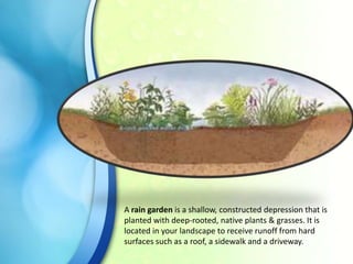 A rain garden is a shallow, constructed depression that is
planted with deep-rooted, native plants & grasses. It is
located in your landscape to receive runoff from hard
surfaces such as a roof, a sidewalk and a driveway.

 