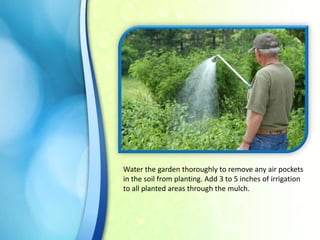 Water the garden thoroughly to remove any air pockets
in the soil from planting. Add 3 to 5 inches of irrigation
to all planted areas through the mulch.

 