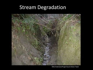Stream Degradation WSU Extension/Puget Sound Action Team 