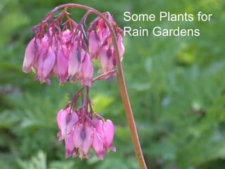 Some Plants for Rain Gardens 