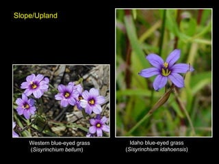 Idaho blue-eyed grass ( Sisyrinchium idahoensis ) Western blue-eyed grass  ( Sisyrinchium bellum )  Slope/Upland 