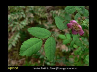 Native Baldhip Rose (Rosa gymnocarpa) Upland 