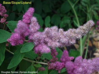 Douglas Spirea ( Spirea douglasii ) Base/Slope/Upland 
