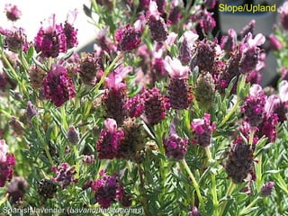 Spanish lavender ( Lavandula stoechas ) Slope/Upland 
