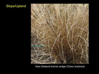 New Zealand bronze sedge ( Carex testacea ) Slope/Upland 