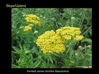 Fernleaf yarrow ( Achillea filipendulina ) Slope/Upland Photo: Tennessee.edu 
