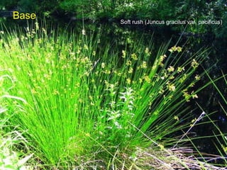Soft rush (Juncus gracilus var. pacificus) Base 