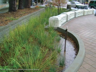 Photo Tom Liptan, City of Portland Environmental Services 