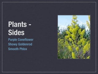 Plants -
Sides
Purple Coneﬂower
Showy Goldenrod
Smooth Phlox
 