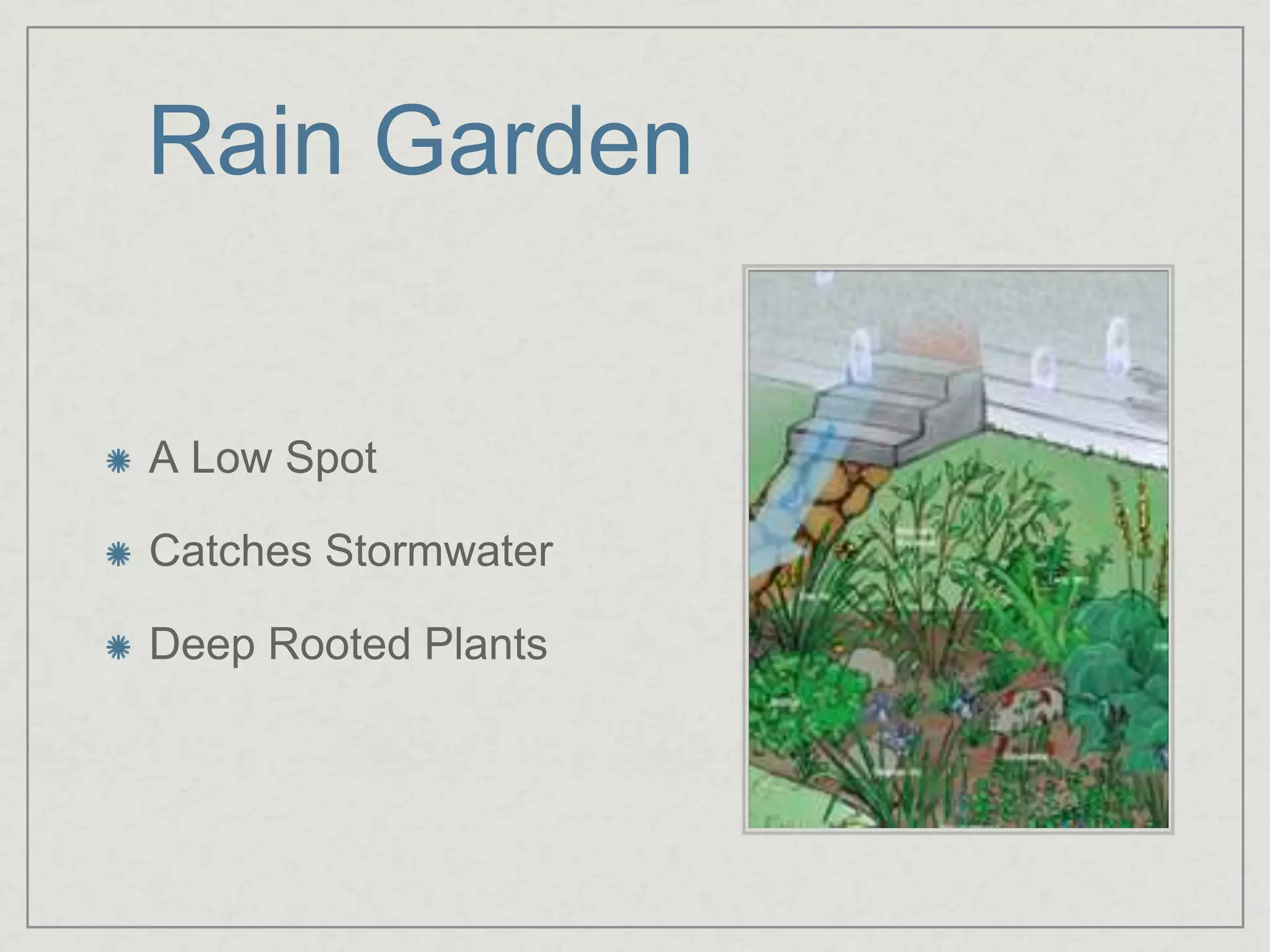 Rain GardenA Low SpotCatches StormwaterDeep Rooted Plants